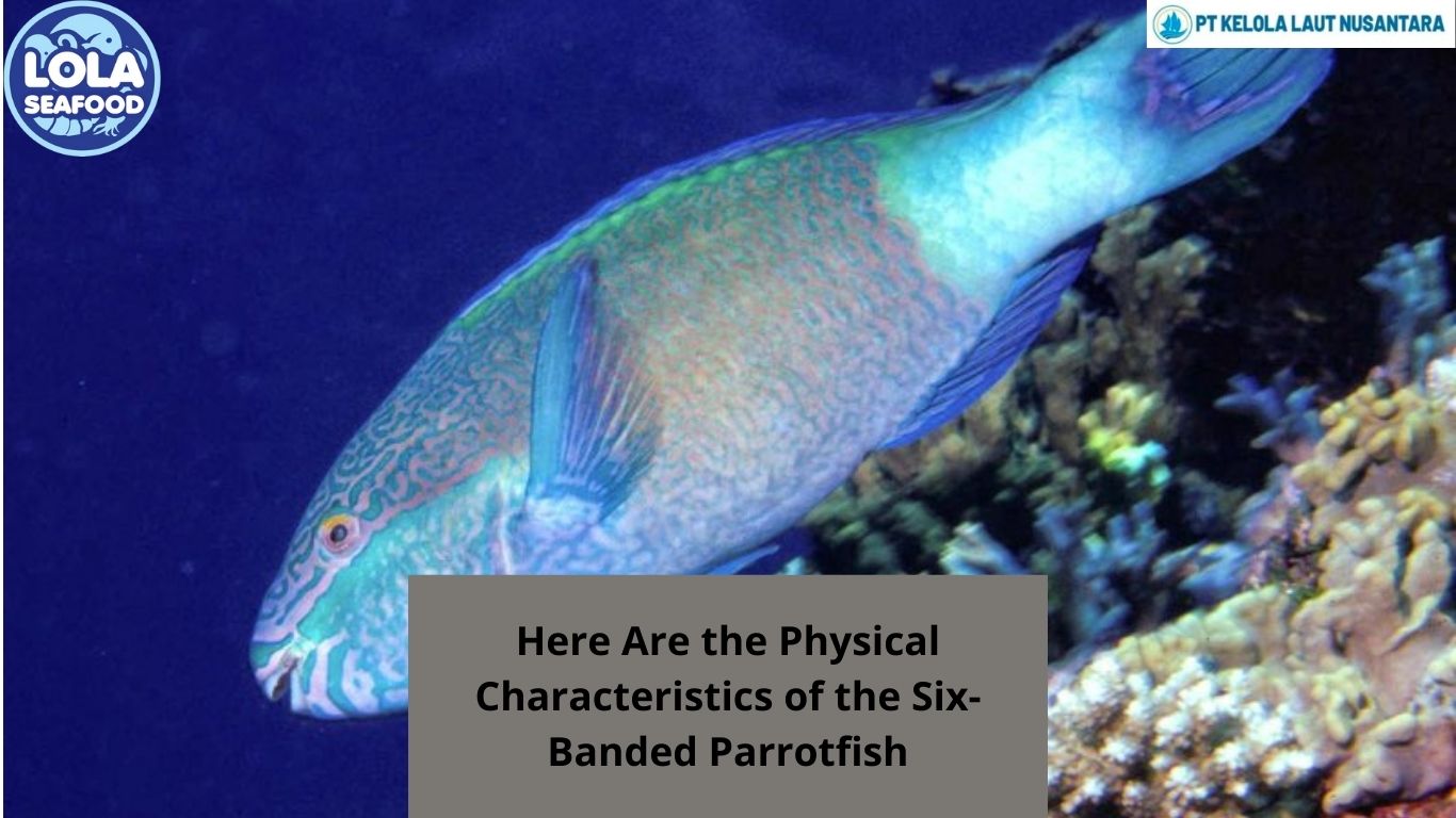 Here Are the Physical Characteristics of the Six-Banded Parrotfish